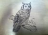 owl3.jpg