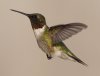hummingbird_IMG_1173.jpg