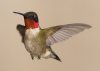hummingbird_IMG_1176.jpg