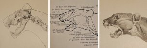Schaefer lion anatomy.jpg