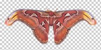 imgbin-atlas-moth-butterfly-decapoda-animal-butterfly-sipgUgMnARrUgX9MgcMmcGrC0.jpg