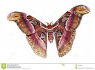 giant-atlas-moth-cutout-7040199.jpg