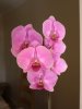 orchids_100909_0002a.jpg