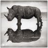 RhinoonLake.jpg